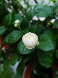 寶珠茉莉好養(yǎng)嗎 寶珠茉莉養(yǎng)護(hù)技巧

寶珠茉莉養(yǎng)護(hù)小貼士